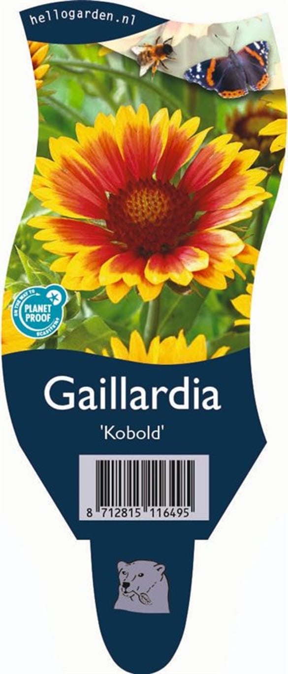 Gaillardia 'Kobold' - P11